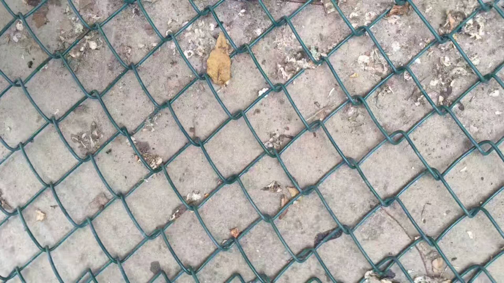 球场围网优势